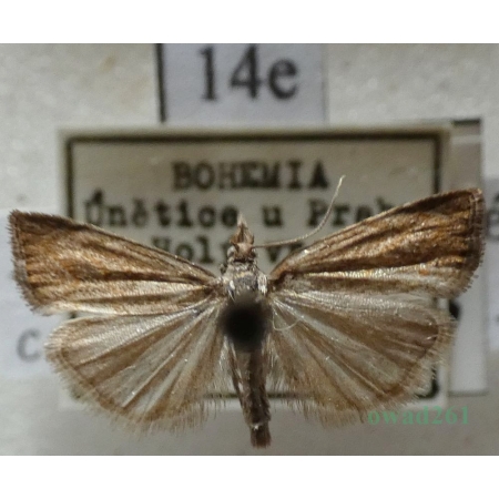 Platytes cerussella (Denis & Schiffermüller, 1775) Czech14e